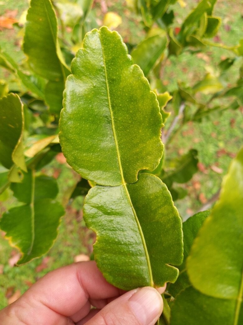 Cây chúc (Chanh Kaffir): Xu hướng trồng cây gia vị làm cảnh độc đáo