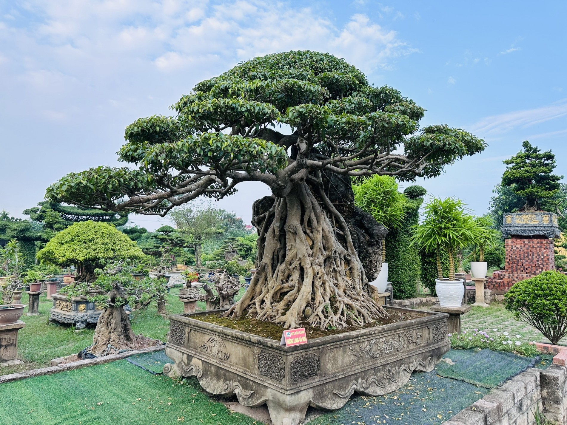 Thay đổi cách hiểu về bonsai từ góc nhìn cấu trúc nghệ thuật