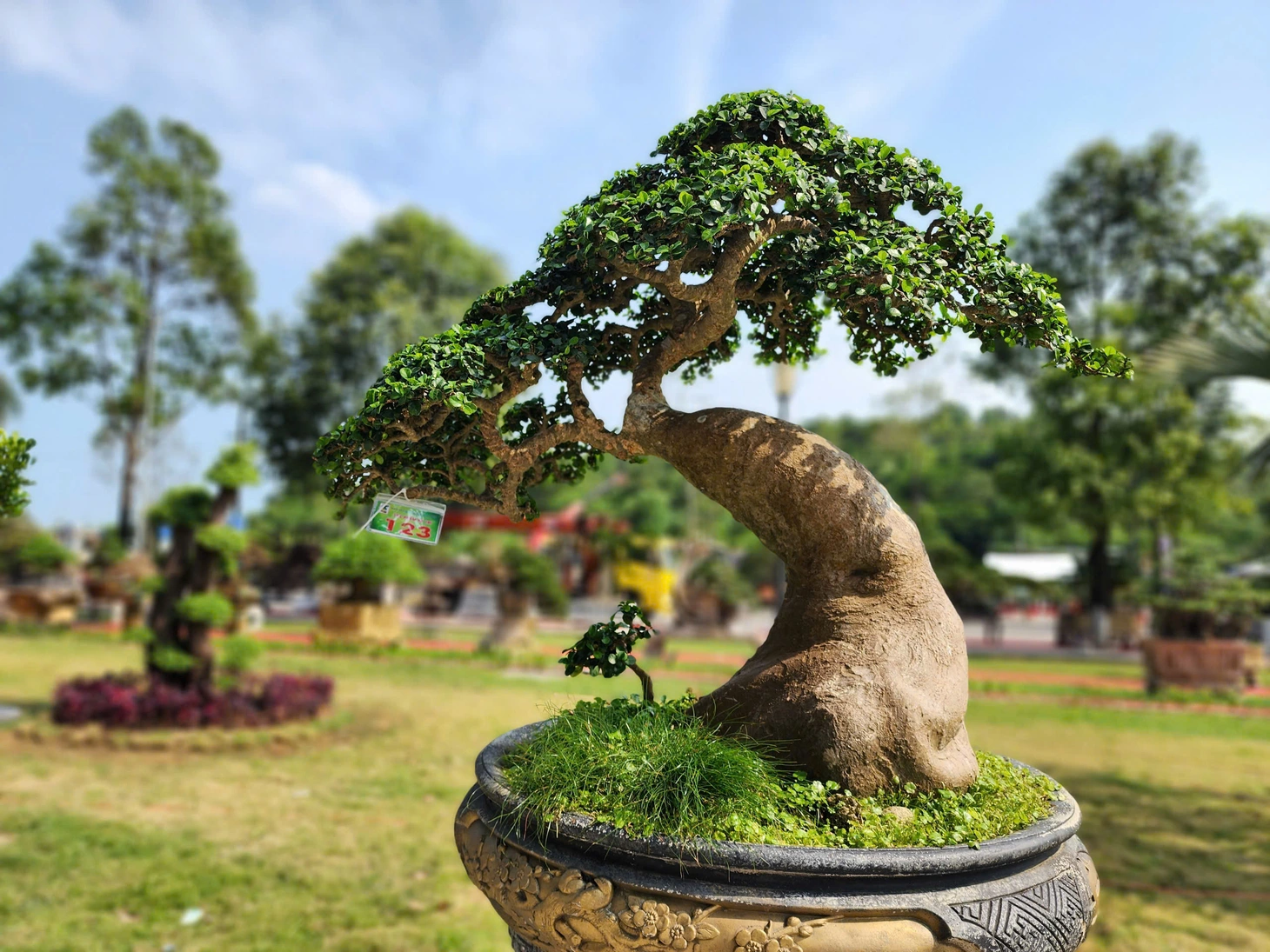 Thay đổi cách hiểu về bonsai từ góc nhìn cấu trúc nghệ thuật