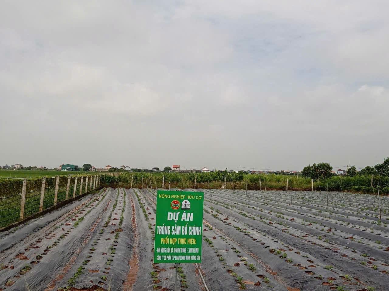 Sâm Bố Chính bén rễ trên đất phù sa Ninh Bình Sâm Bố Chính bén rễ trên đất phù sa Ninh Bình