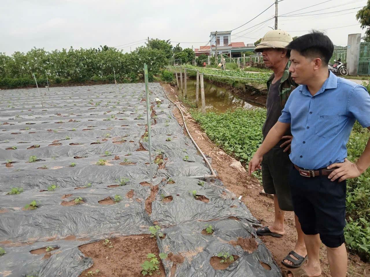 Sâm Bố Chính bén rễ trên đất phù sa Ninh Bình Sâm Bố Chính bén rễ trên đất phù sa Ninh Bình