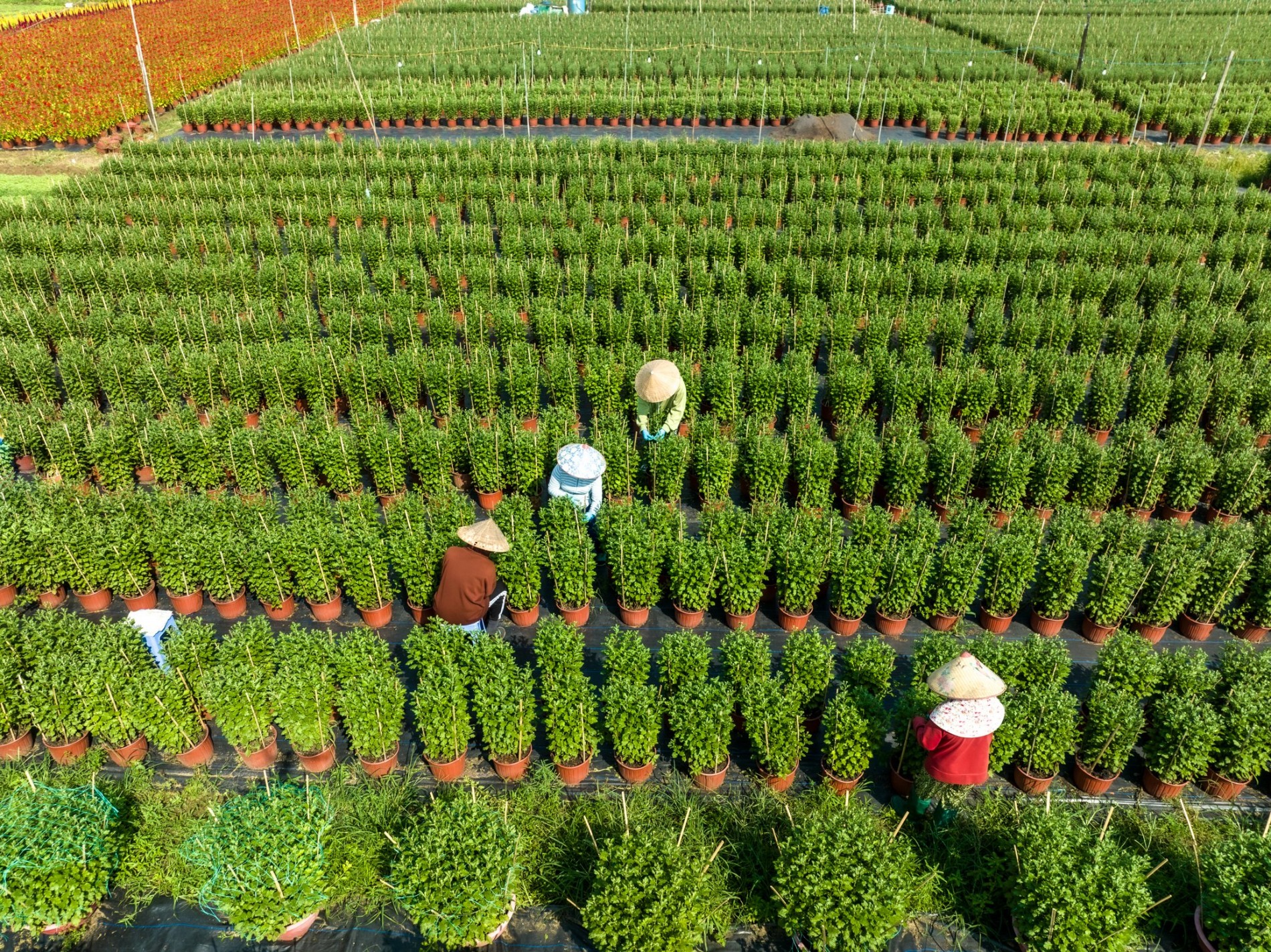 Phát triển hoa, cây kiểng TP.HCM gắn với OCOP và du lịch Phát triển hoa, cây kiểng TP.HCM gắn với OCOP và du lịch