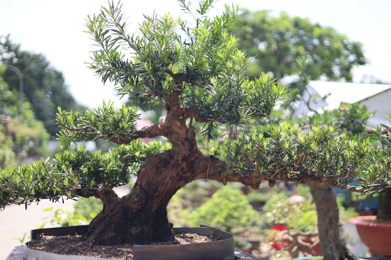 Nghệ nhân Vương Quốc Hưng – gieo mầm nghệ thuật, lan tỏa giá trị nhân văn Nghệ nhân Vương Quốc Hưng – gieo mầm nghệ thuật, lan tỏa giá trị nhân văn