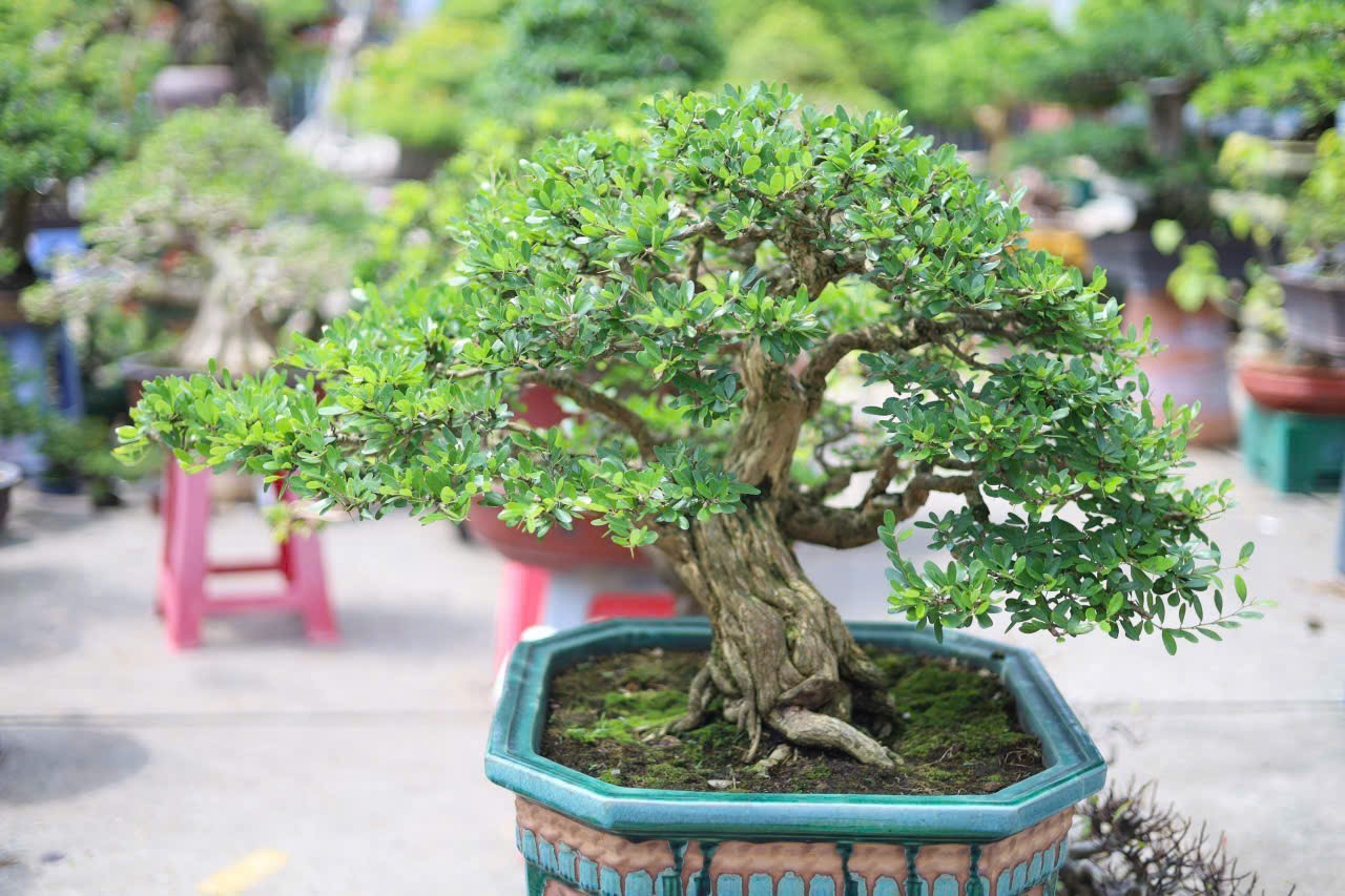 Nghệ nhân Vương Quốc Hưng – gieo mầm nghệ thuật, lan tỏa giá trị nhân văn Nghệ nhân Vương Quốc Hưng – gieo mầm nghệ thuật, lan tỏa giá trị nhân văn