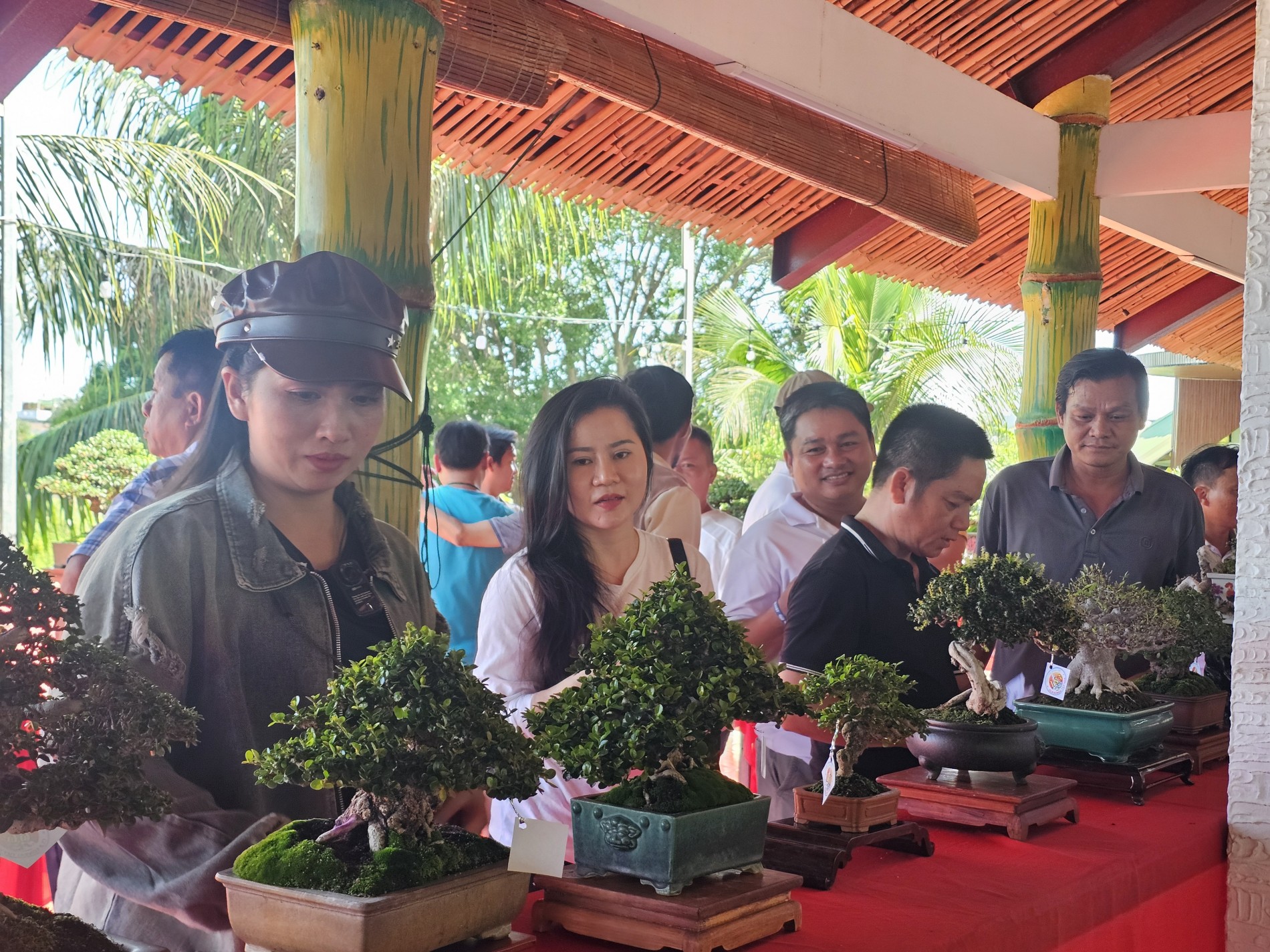 Triển lãm Bonsai Tuy Hòa 2026: Không gian nghệ thuật hội tụ tinh hoa cây cảnh