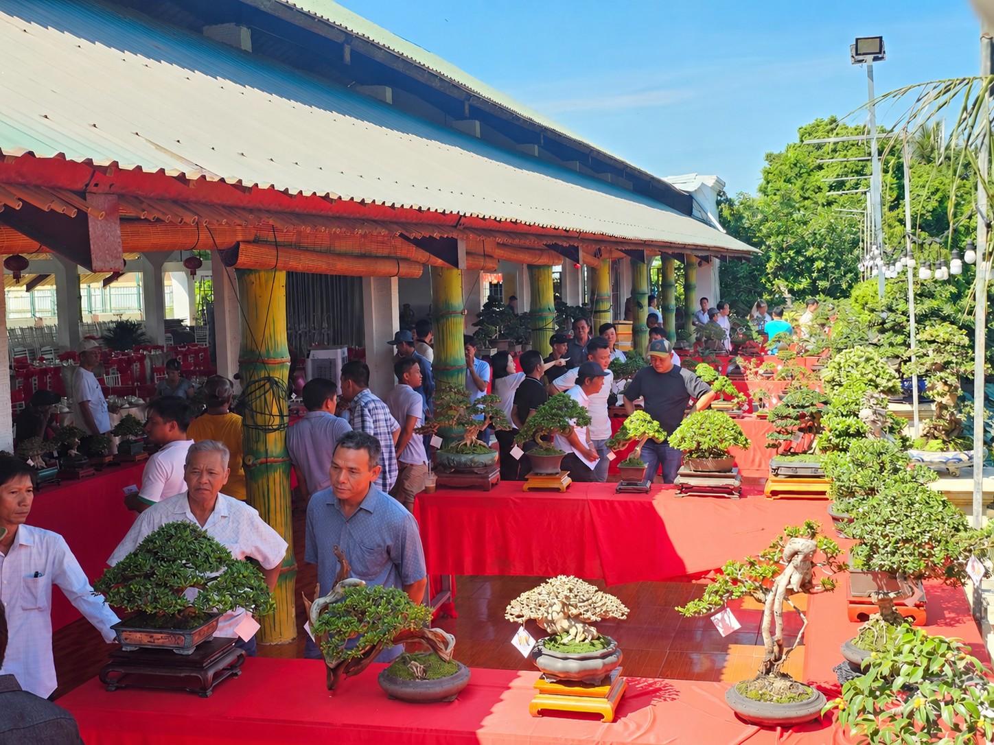 Triển lãm Bonsai Tuy Hòa 2026: Không gian nghệ thuật hội tụ tinh hoa cây cảnh