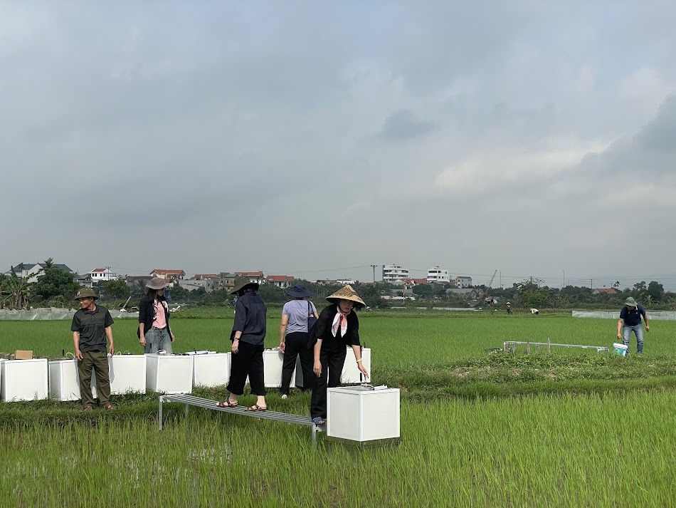 Quảng Ninh: Canh tác lúa giảm phát thải - từ mô hình thực nghiệm đến hướng đi nông nghiệp xanh Quảng Ninh: Canh tác lúa giảm phát thải - từ mô hình thực nghiệm đến hướng đi nông nghiệp xanh