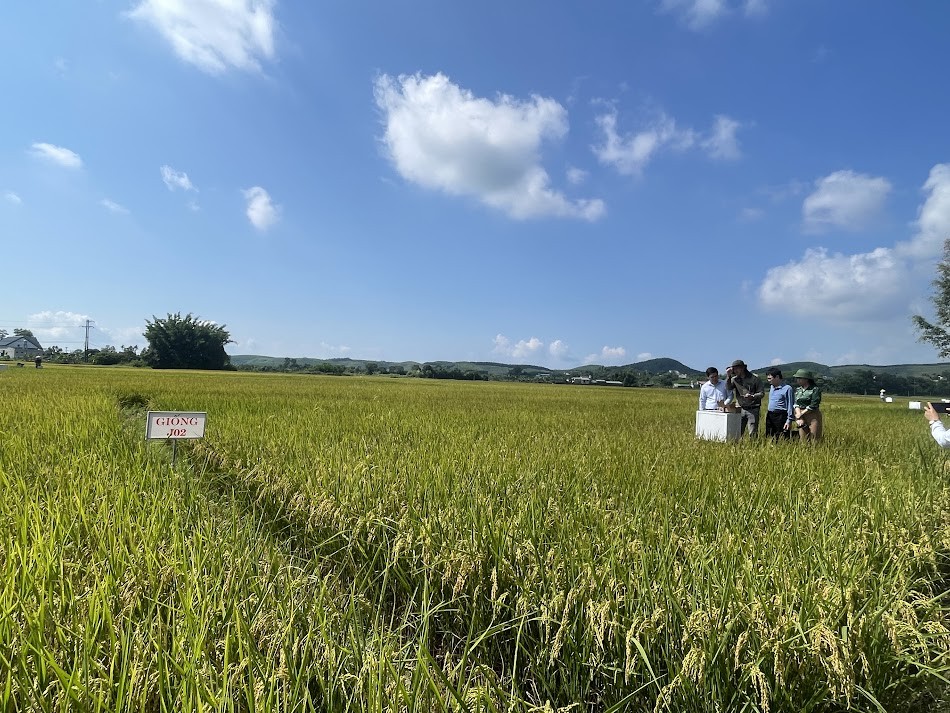 Quảng Ninh: Canh tác lúa giảm phát thải - từ mô hình thực nghiệm đến hướng đi nông nghiệp xanh Quảng Ninh: Canh tác lúa giảm phát thải - từ mô hình thực nghiệm đến hướng đi nông nghiệp xanh