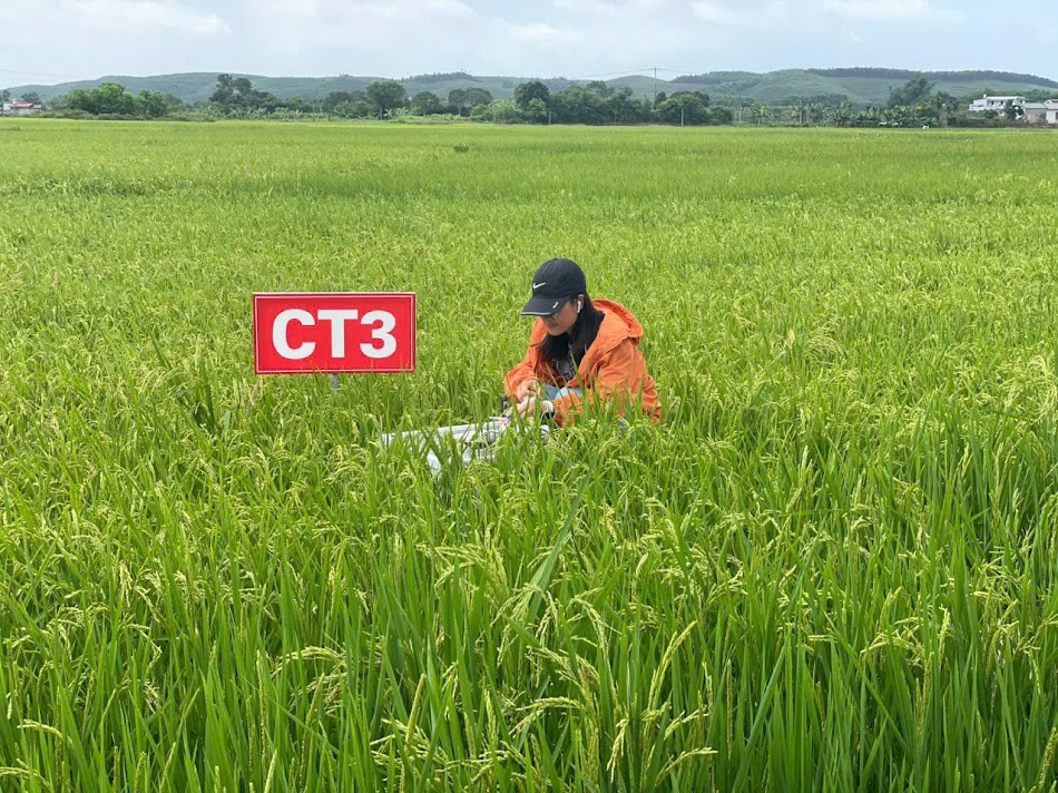 Quảng Ninh: Canh tác lúa giảm phát thải - từ mô hình thực nghiệm đến hướng đi nông nghiệp xanh Quảng Ninh: Canh tác lúa giảm phát thải - từ mô hình thực nghiệm đến hướng đi nông nghiệp xanh