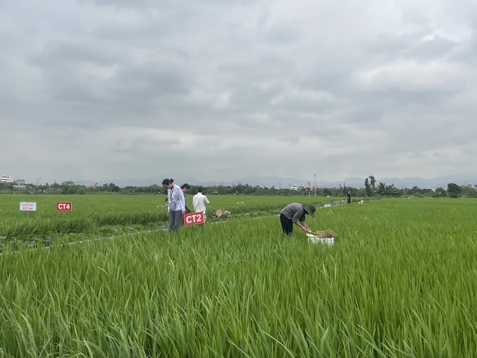 Quảng Ninh: Canh tác lúa giảm phát thải - từ mô hình thực nghiệm đến hướng đi nông nghiệp xanh Quảng Ninh: Canh tác lúa giảm phát thải - từ mô hình thực nghiệm đến hướng đi nông nghiệp xanh