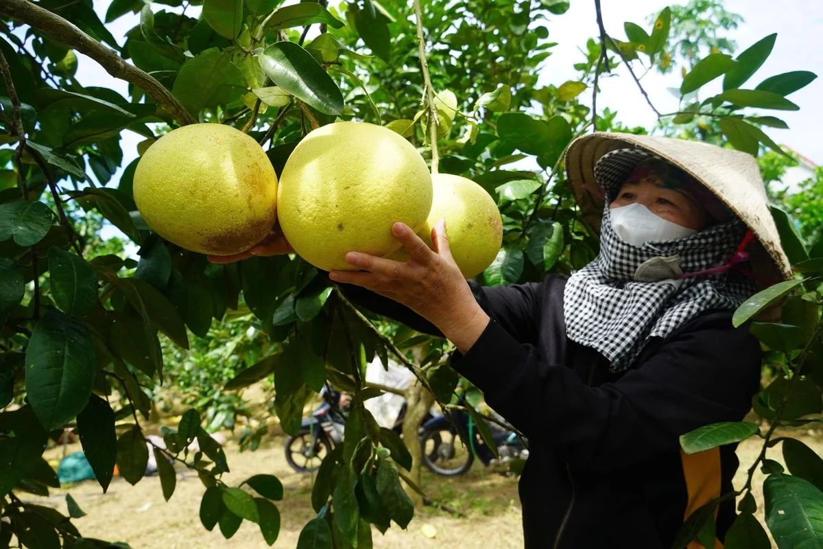 Bưởi Phúc Trạch cho “quả ngọt” trên đất Đồng Lê Bưởi Phúc Trạch cho “quả ngọt” trên đất Đồng Lê
