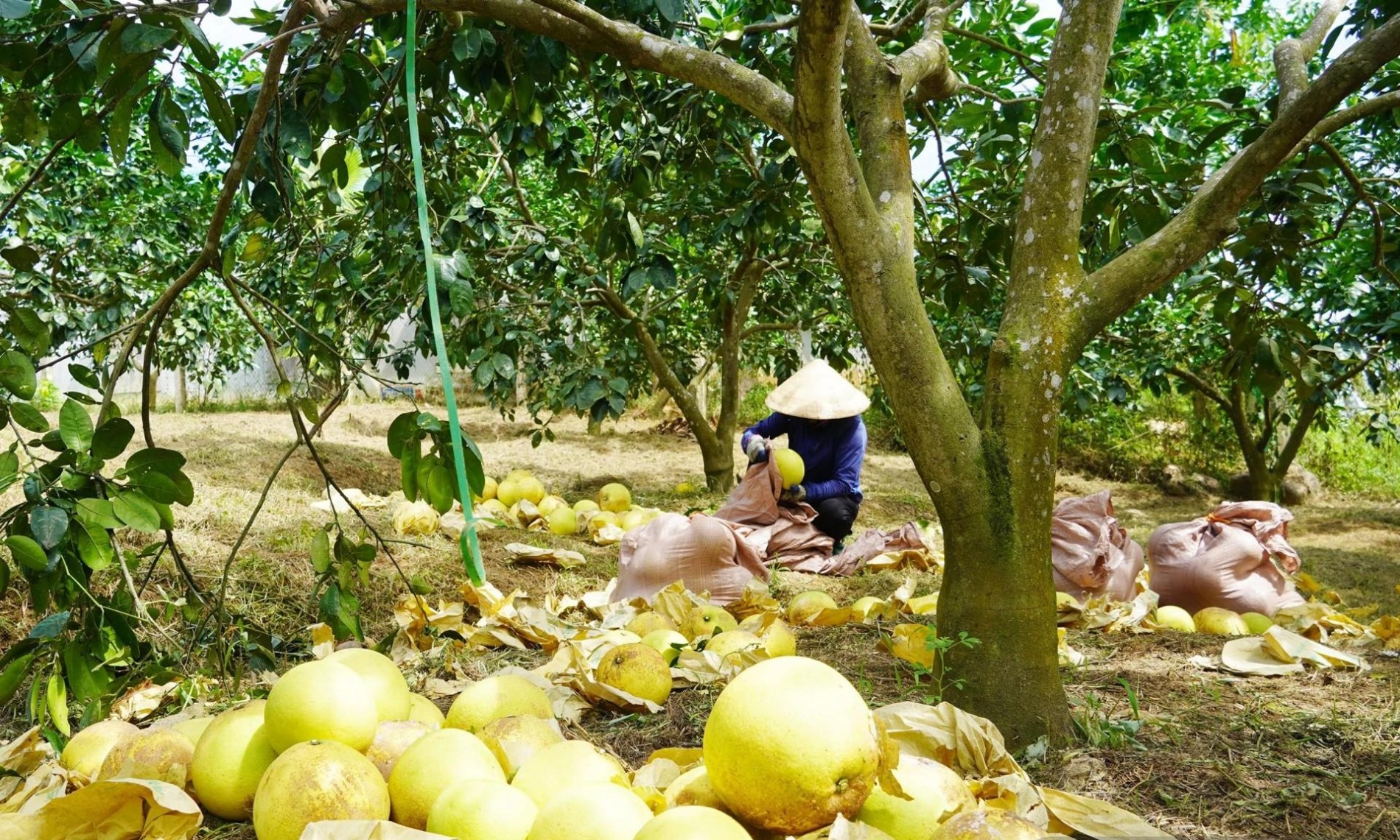 Bưởi Phúc Trạch cho “quả ngọt” trên đất Đồng Lê Bưởi Phúc Trạch cho “quả ngọt” trên đất Đồng Lê