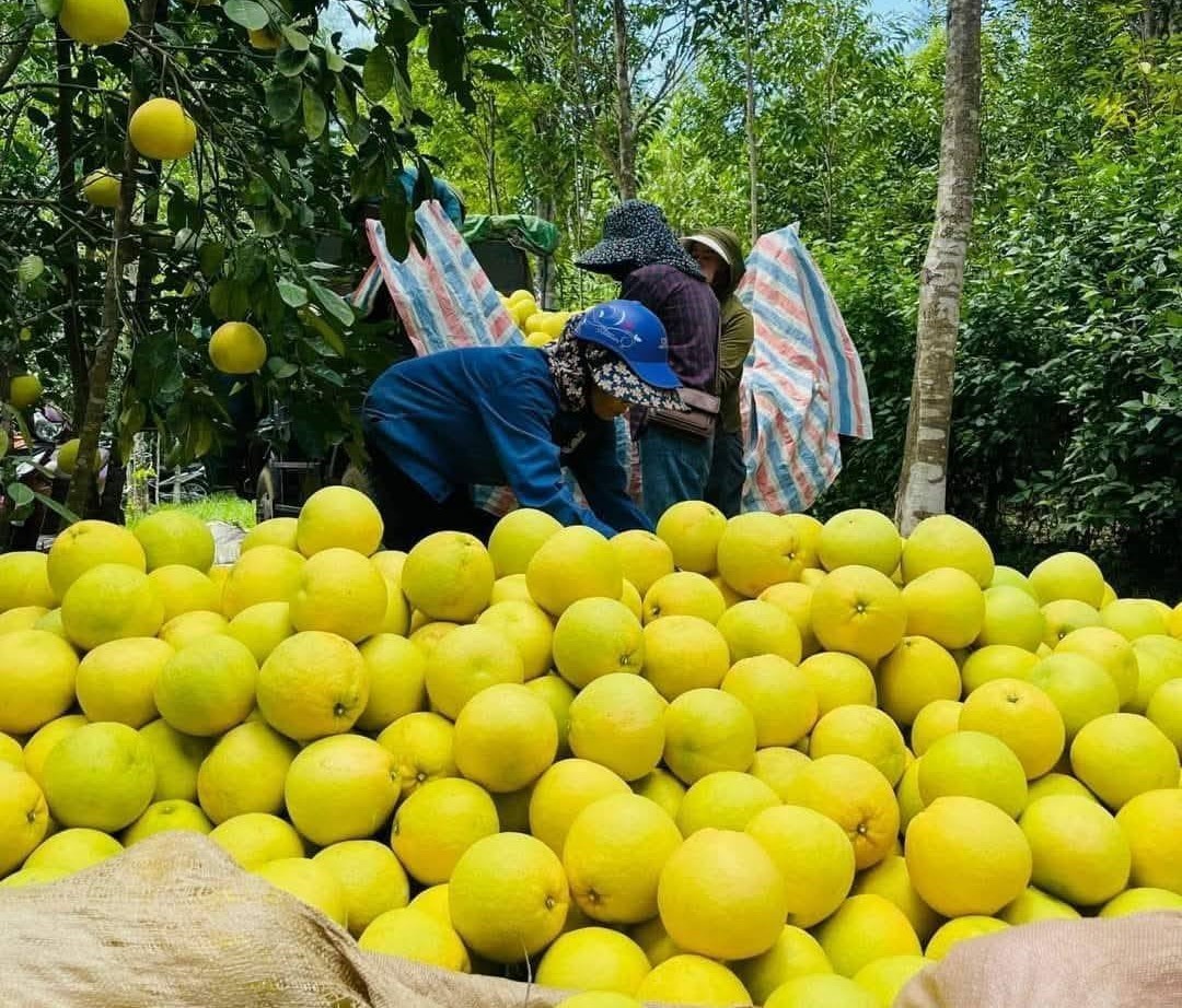 Bưởi Phúc Trạch cho “quả ngọt” trên đất Đồng Lê Bưởi Phúc Trạch cho “quả ngọt” trên đất Đồng Lê