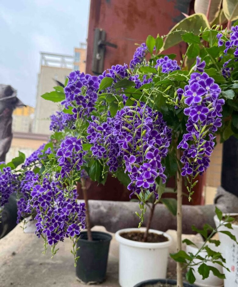 Loài hoa tím đẹp như chuỗi ngọc, trồng ban công vẫn nở rực rỡ