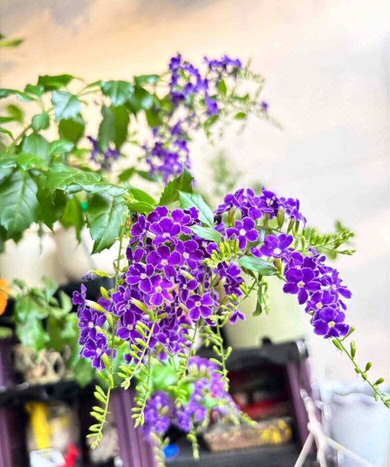 Loài hoa tím đẹp như chuỗi ngọc, trồng ban công vẫn nở rực rỡ