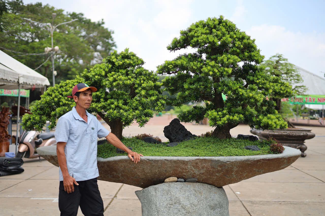 Rừng Tùng trên phiến gỗ - Khi nghệ thuật Bonsai bước ra khỏi chiếc chậu Rừng Tùng trên phiến gỗ - Khi nghệ thuật Bonsai bước ra khỏi chiếc chậu
