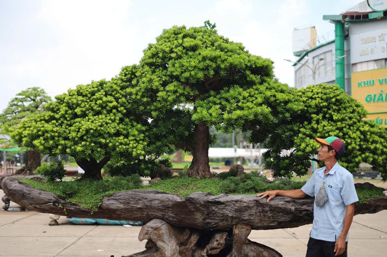 Rừng Tùng trên phiến gỗ - Khi nghệ thuật Bonsai bước ra khỏi chiếc chậu Rừng Tùng trên phiến gỗ - Khi nghệ thuật Bonsai bước ra khỏi chiếc chậu