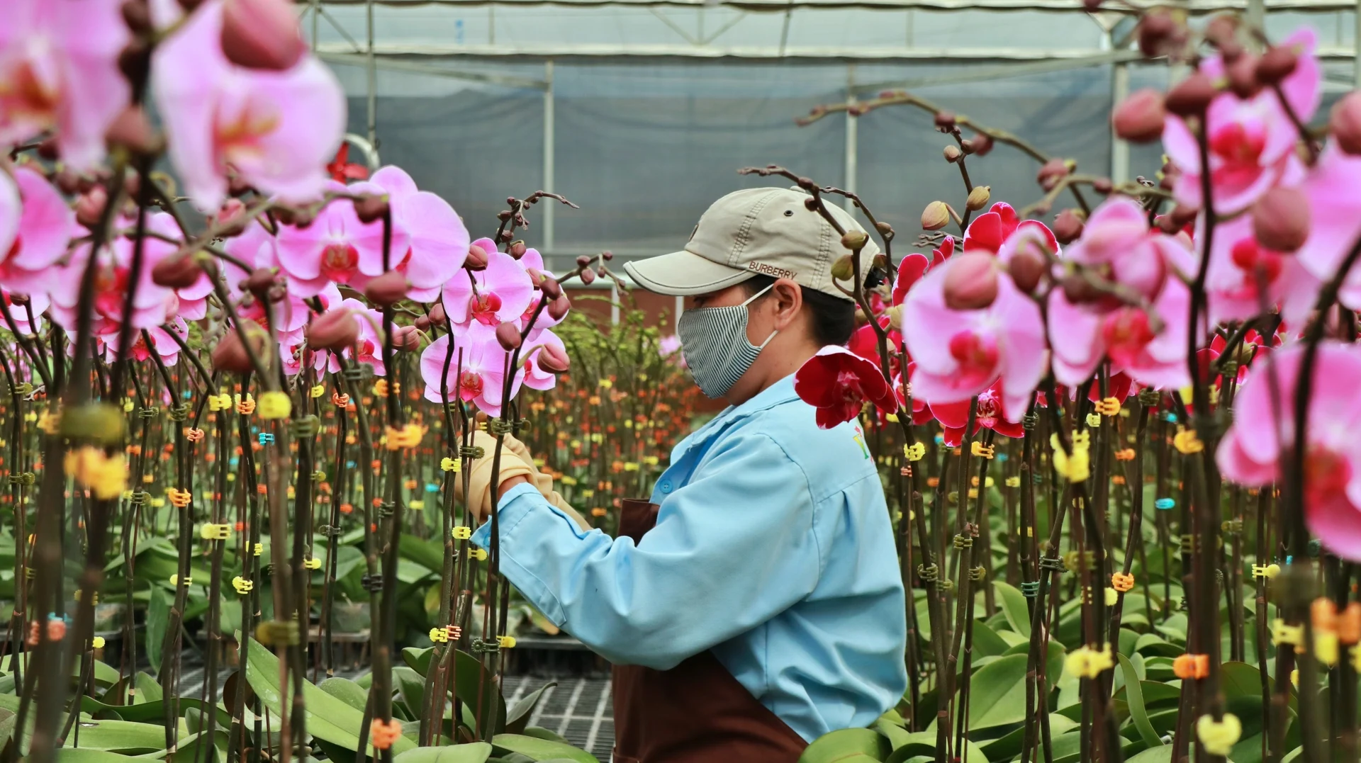 CITES Việt Nam hướng dẫn các đơn vị xuất, nhập khẩu hoa lan nhân tạo CITES Việt Nam hướng dẫn các đơn vị xuất, nhập khẩu hoa lan nhân tạo