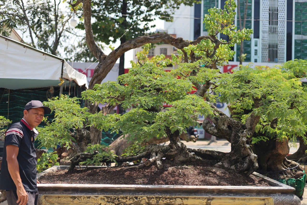 Đam mê mãnh liệt – từ người tài xế đến nghệ nhân bonsai với hàng trăm tác phẩm giá trị Đam mê mãnh liệt – từ người tài xế đến nghệ nhân bonsai với hàng trăm tác phẩm giá trị