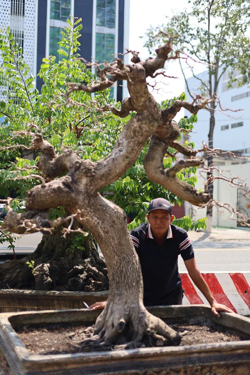 Đam mê mãnh liệt – từ người tài xế đến nghệ nhân bonsai với hàng trăm tác phẩm giá trị Đam mê mãnh liệt – từ người tài xế đến nghệ nhân bonsai với hàng trăm tác phẩm giá trị