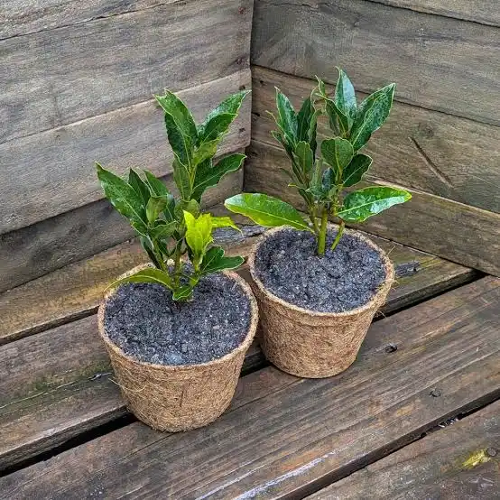 Lá bán giá cao, cây lại có thể tạo bonsai: Điều thú vị về nguyệt quế Hy Lạp Lá bán giá cao, cây lại có thể tạo bonsai: Điều thú vị về nguyệt quế Hy Lạp