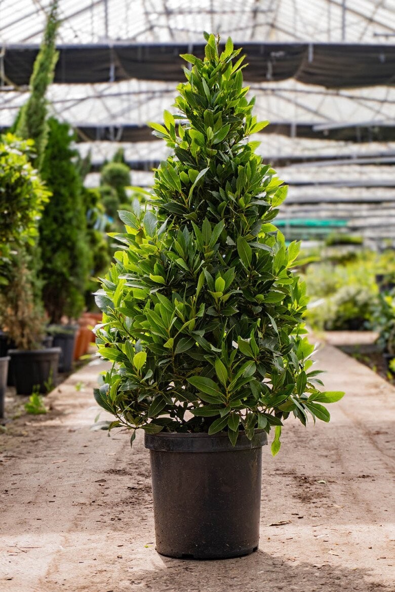 Lá bán giá cao, cây lại có thể tạo bonsai: Điều thú vị về nguyệt quế Hy Lạp Lá bán giá cao, cây lại có thể tạo bonsai: Điều thú vị về nguyệt quế Hy Lạp