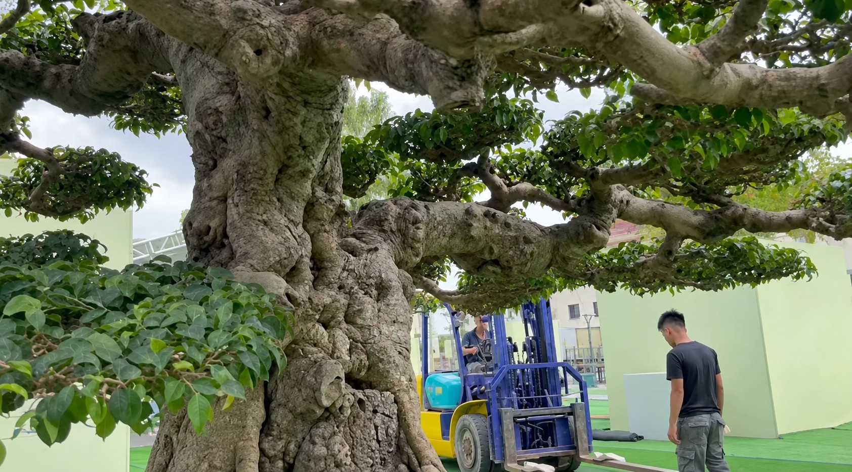 Sanh già hội tụ trong ngày đầu nhận cây tại Triển lãm Đông Anh