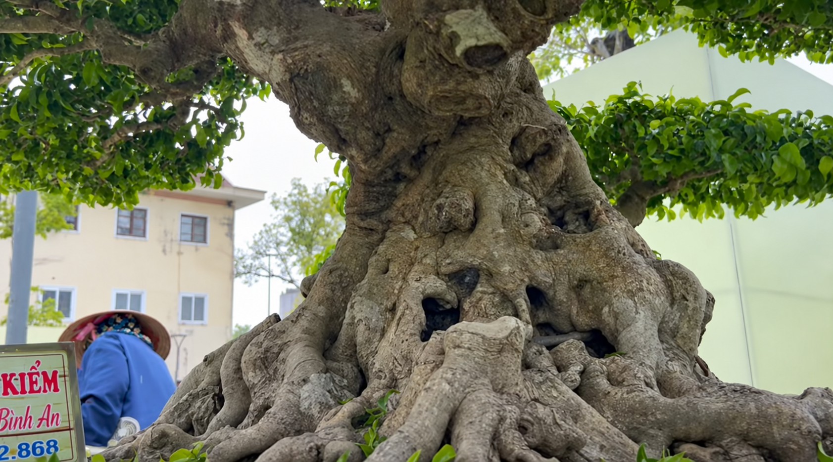 Sanh già hội tụ trong ngày đầu nhận cây tại Triển lãm Đông Anh