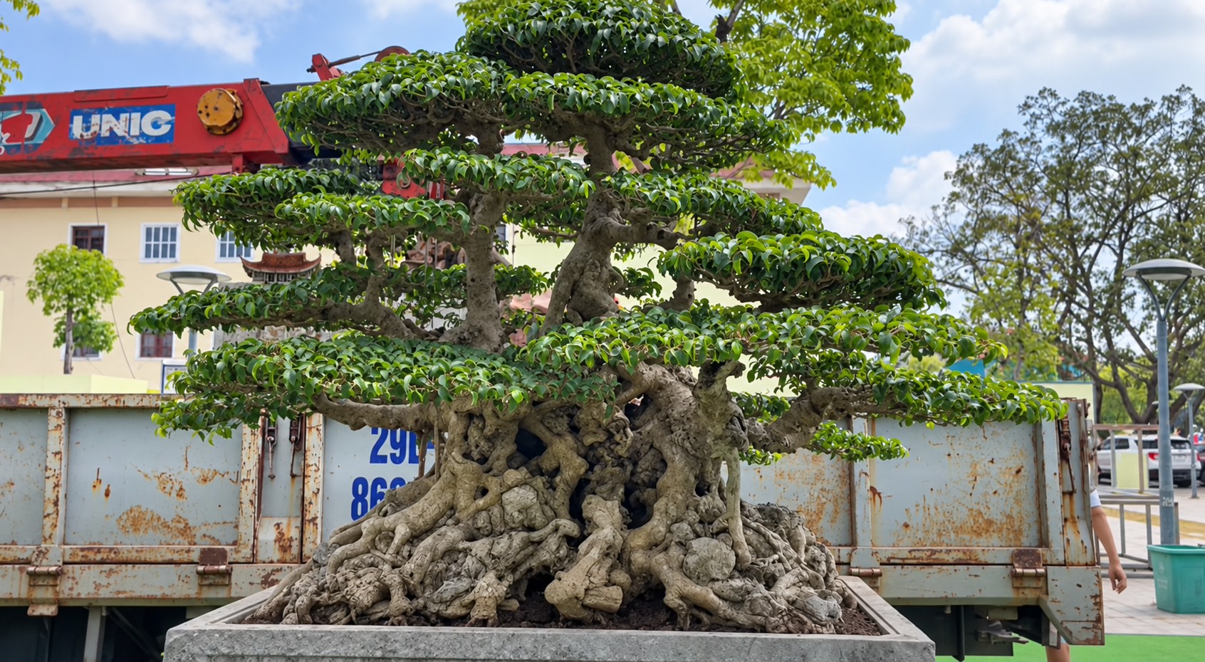 Sanh già hội tụ trong ngày đầu nhận cây tại Triển lãm Đông Anh