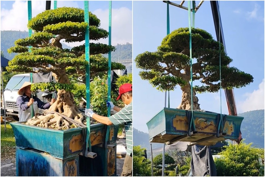Sanh già hội tụ trong ngày đầu nhận cây tại Triển lãm Đông Anh