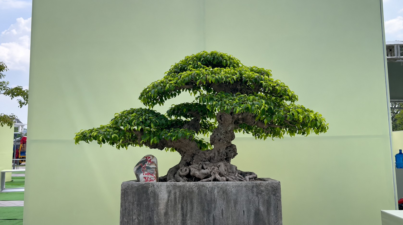 Sanh già hội tụ trong ngày đầu nhận cây tại Triển lãm Đông Anh