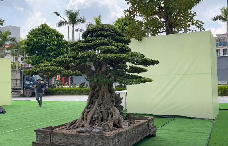 Sanh già hội tụ trong ngày đầu nhận cây tại Triển lãm Đông Anh