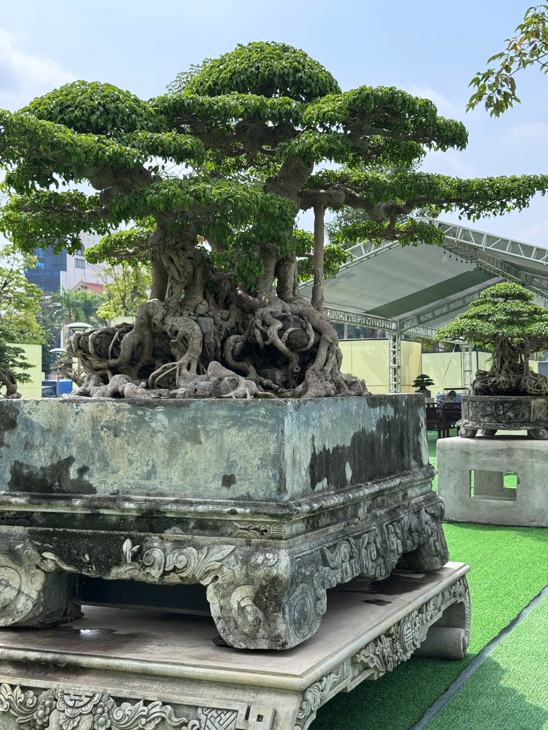 Sanh già hội tụ trong ngày đầu nhận cây tại Triển lãm Đông Anh
