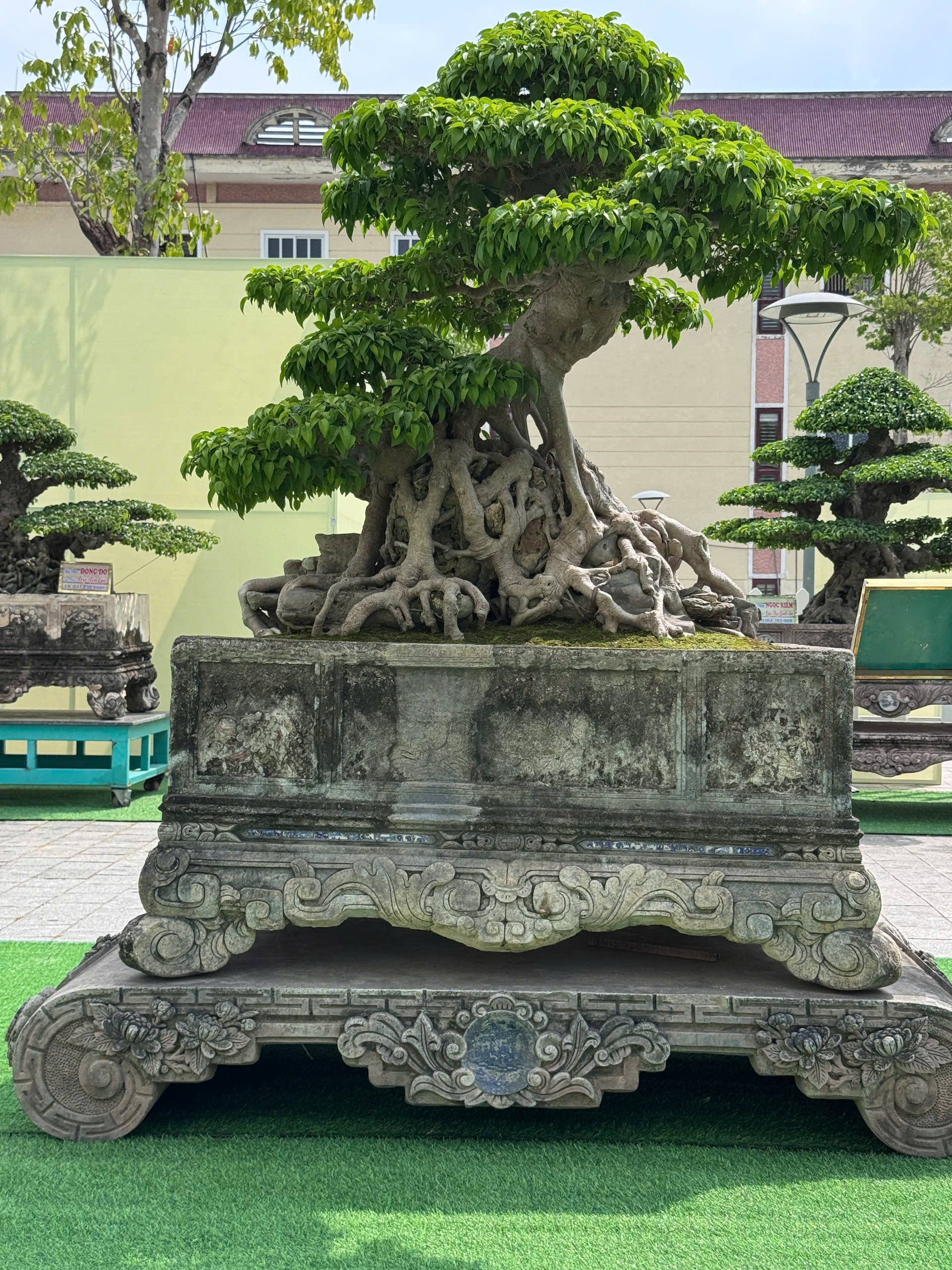 Sanh già hội tụ trong ngày đầu nhận cây tại Triển lãm Đông Anh