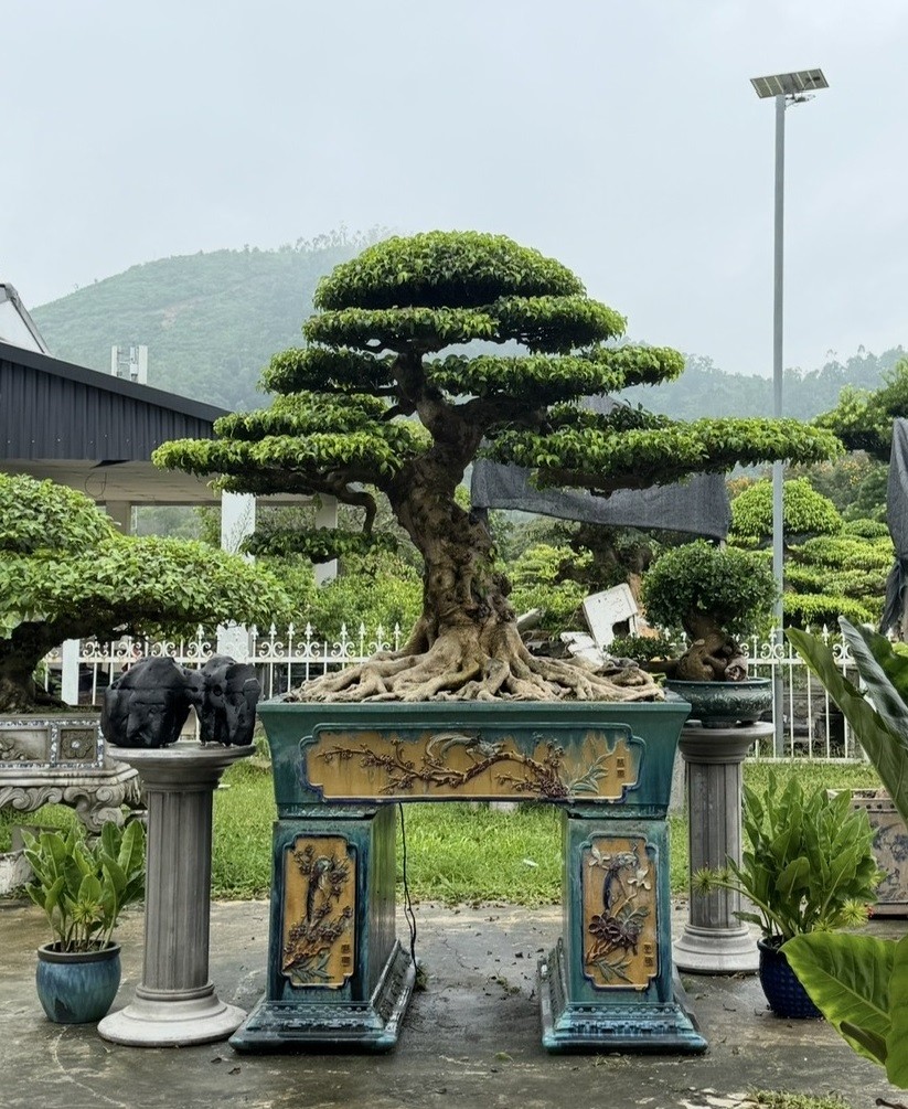 Sanh già hội tụ trong ngày đầu nhận cây tại Triển lãm Đông Anh