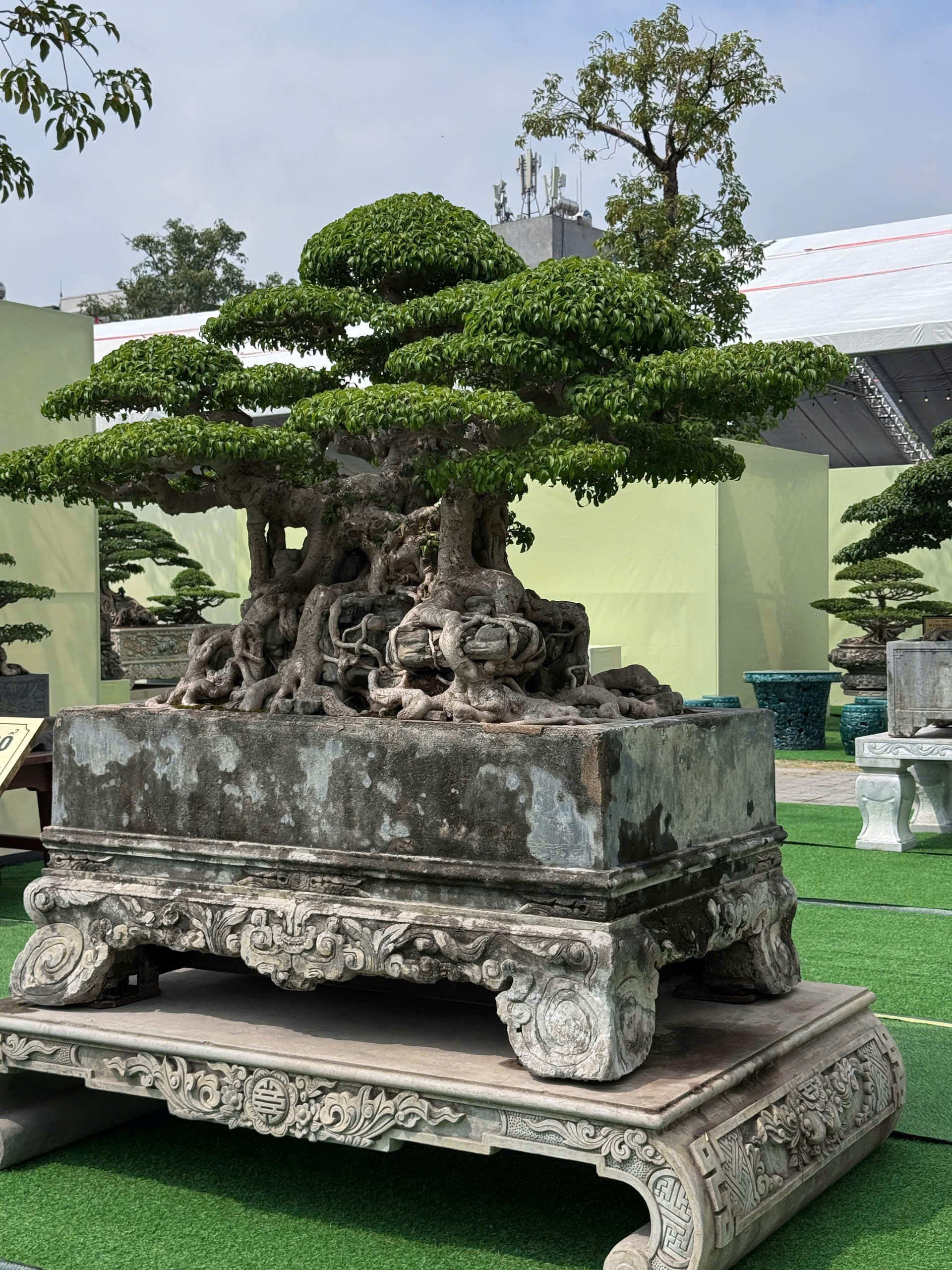 Sanh già hội tụ trong ngày đầu nhận cây tại Triển lãm Đông Anh