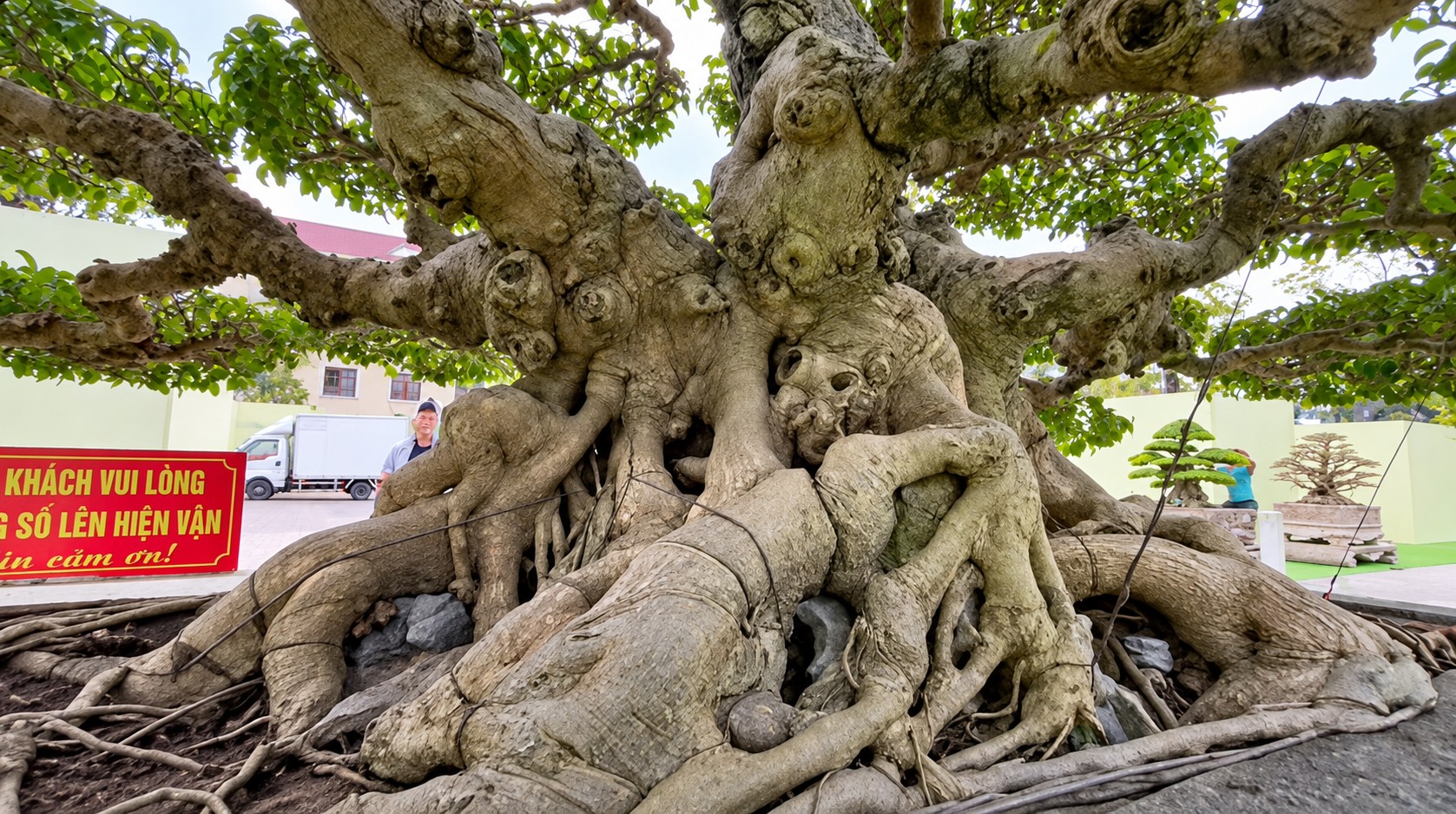 Sanh già hội tụ trong ngày đầu nhận cây tại Triển lãm Đông Anh