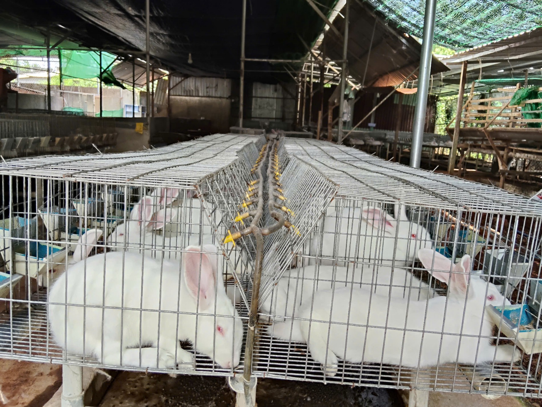 Trang trại thỏ Hòa Hội – Hành trình 6 năm vượt khó, giữ nghề Trang trại thỏ Hòa Hội – Hành trình 6 năm vượt khó, giữ nghề