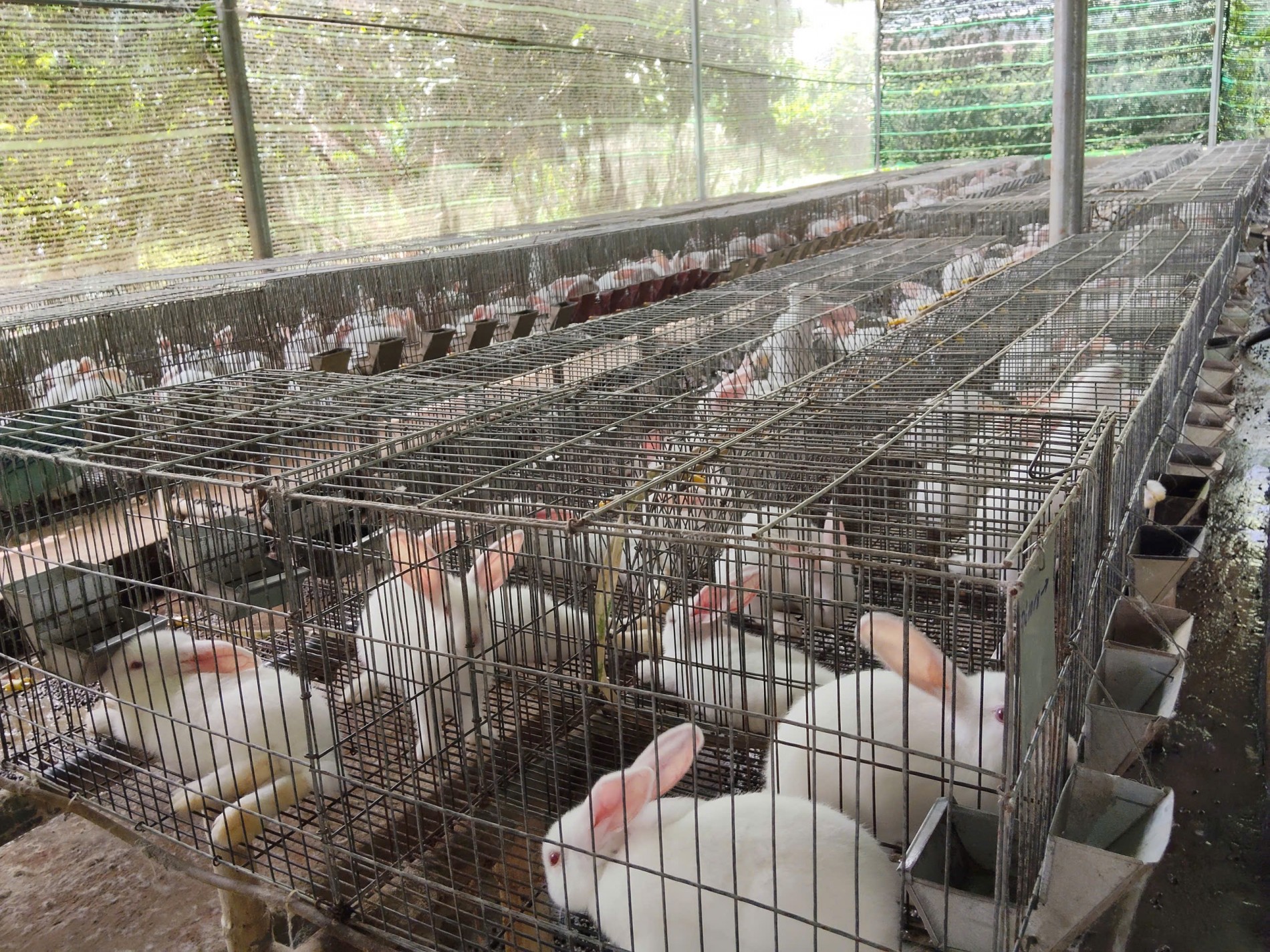 Trang trại thỏ Hòa Hội – Hành trình 6 năm vượt khó, giữ nghề Trang trại thỏ Hòa Hội – Hành trình 6 năm vượt khó, giữ nghề