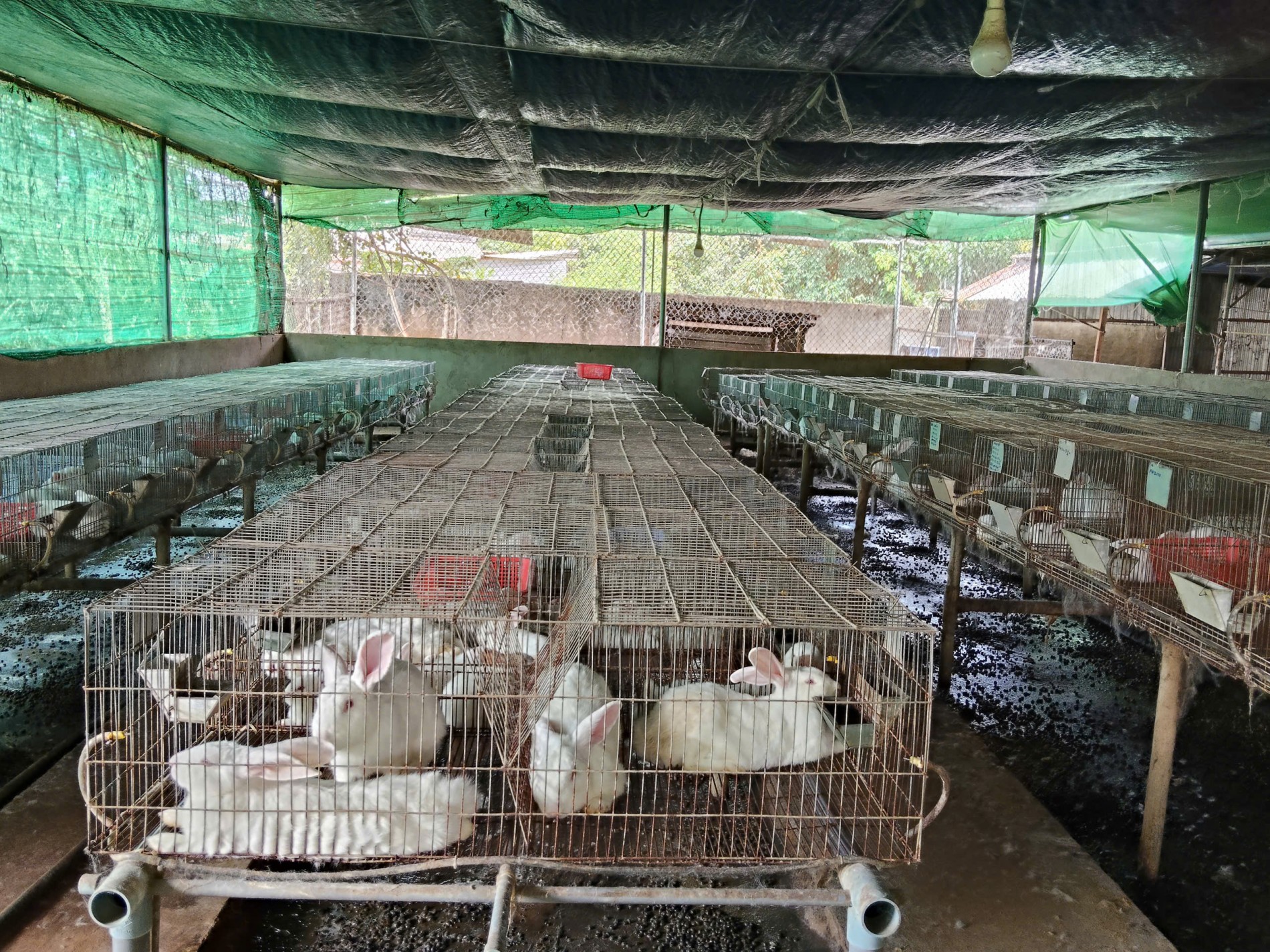 Trang trại thỏ Hòa Hội – Hành trình 6 năm vượt khó, giữ nghề Trang trại thỏ Hòa Hội – Hành trình 6 năm vượt khó, giữ nghề
