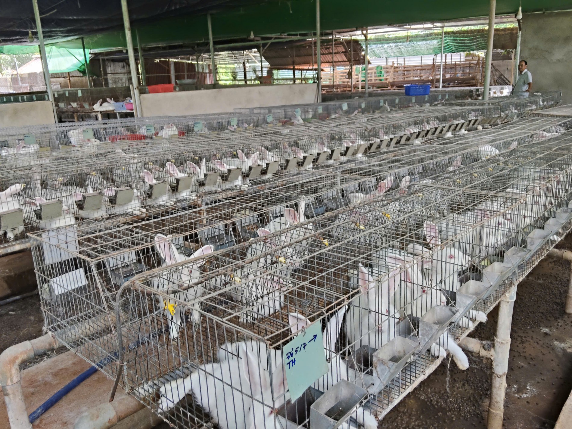 Trang trại thỏ Hòa Hội – Hành trình 6 năm vượt khó, giữ nghề Trang trại thỏ Hòa Hội – Hành trình 6 năm vượt khó, giữ nghề