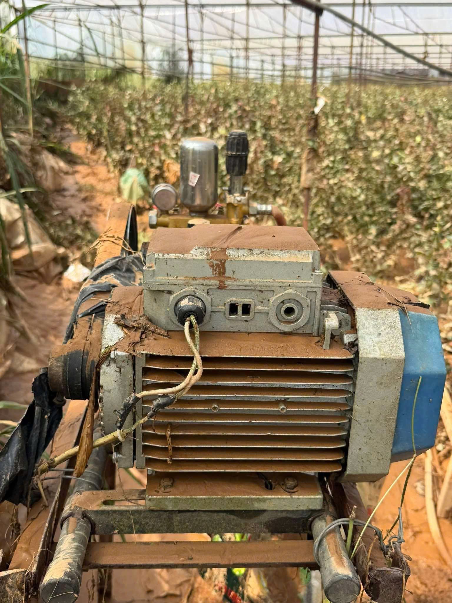Người trồng hoa hồng Đan Kia vất vả khắc phục vườn sau mưa lũ Người trồng hoa hồng Đan Kia vất vả khắc phục vườn sau mưa lũ