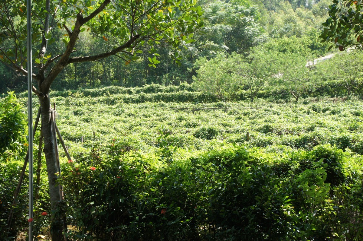 Bắc Ninh nâng tầm hai sản phẩm OCOP đặc hữu: Sâm Núi Dành và nấm lim xanh Bắc Ninh nâng tầm hai sản phẩm OCOP đặc hữu: Sâm Núi Dành và nấm lim xanh