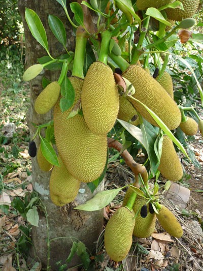 Món xưa cứu đói nhà nghèo nay thành đặc sản giá 50.000 đồng/kg