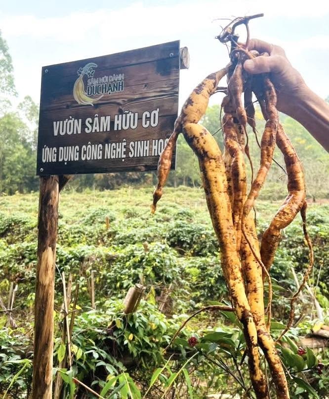 Bắc Ninh nâng tầm hai sản phẩm OCOP đặc hữu: Sâm Núi Dành và nấm lim xanh Bắc Ninh nâng tầm hai sản phẩm OCOP đặc hữu: Sâm Núi Dành và nấm lim xanh
