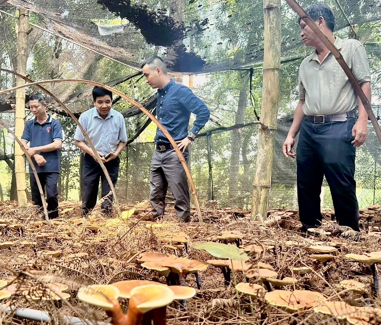Bắc Ninh nâng tầm hai sản phẩm OCOP đặc hữu: Sâm Núi Dành và nấm lim xanh Bắc Ninh nâng tầm hai sản phẩm OCOP đặc hữu: Sâm Núi Dành và nấm lim xanh