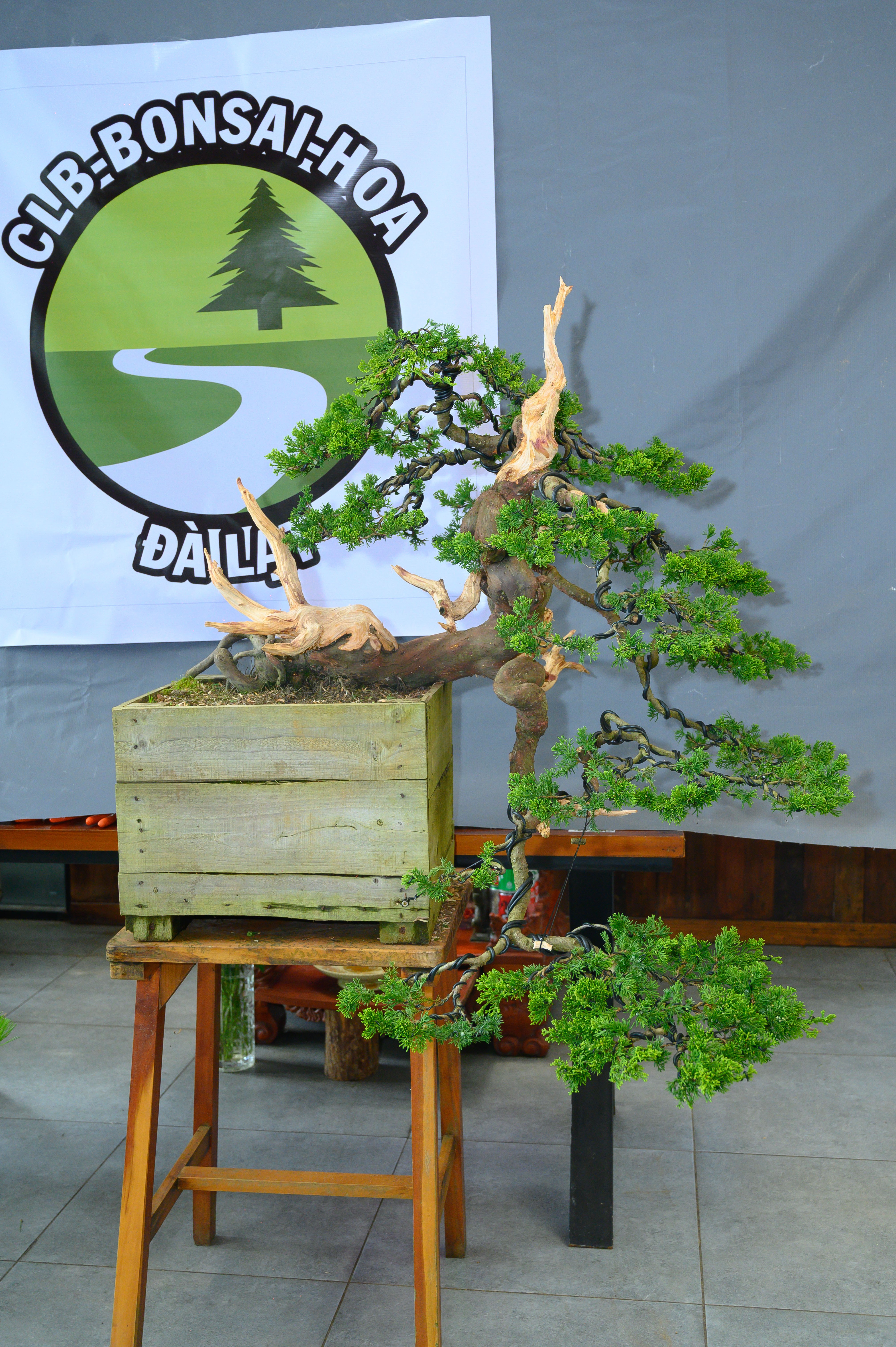 CLB Bonsai Hoa Đà Lạt nhìn lại hành trình 6 năm tạo dựng một sân chơi xanh CLB Bonsai Hoa Đà Lạt nhìn lại hành trình 6 năm tạo dựng một sân chơi xanh