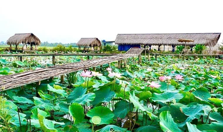 Sen Đồng Tháp: Từ giá trị bản địa đến khát vọng dẫn dắt ngành sen Việt Nam Sen Đồng Tháp: Từ giá trị bản địa đến khát vọng dẫn dắt ngành sen Việt Nam