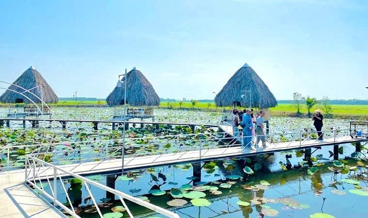 Sen Đồng Tháp: Từ giá trị bản địa đến khát vọng dẫn dắt ngành sen Việt Nam Sen Đồng Tháp: Từ giá trị bản địa đến khát vọng dẫn dắt ngành sen Việt Nam