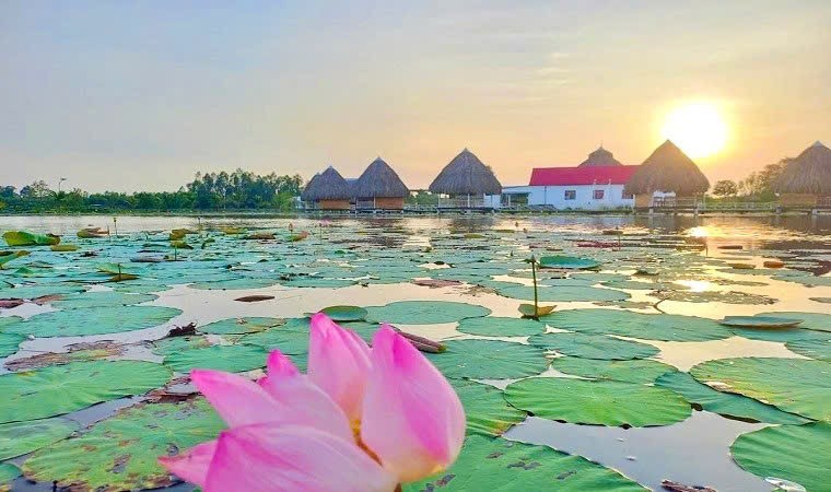 Sen Đồng Tháp: Từ giá trị bản địa đến khát vọng dẫn dắt ngành sen Việt Nam Sen Đồng Tháp: Từ giá trị bản địa đến khát vọng dẫn dắt ngành sen Việt Nam
